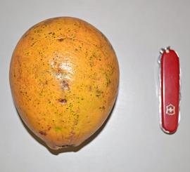   Fruit:nbsp;  Picralima nitida ; Photo by K.E. Clancy, USDA APHIS PPQ, imageID.idtools.org
